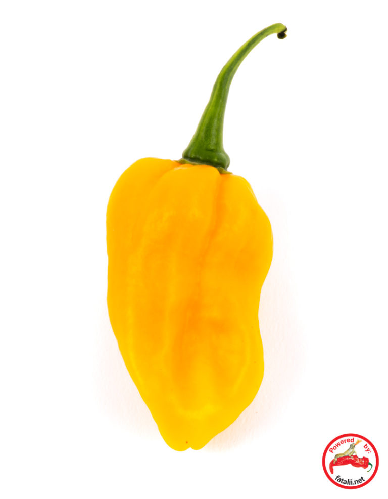 Hainan Yellow Lantern Fatalii Seeds