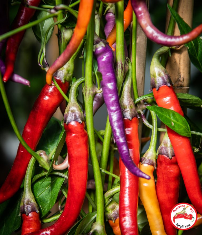 Buena Mulata chili pods