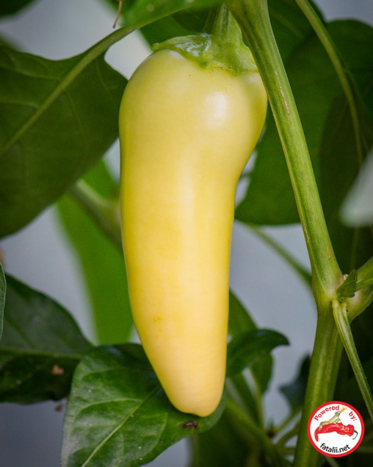 Jalapeno, White Fatalii Seeds