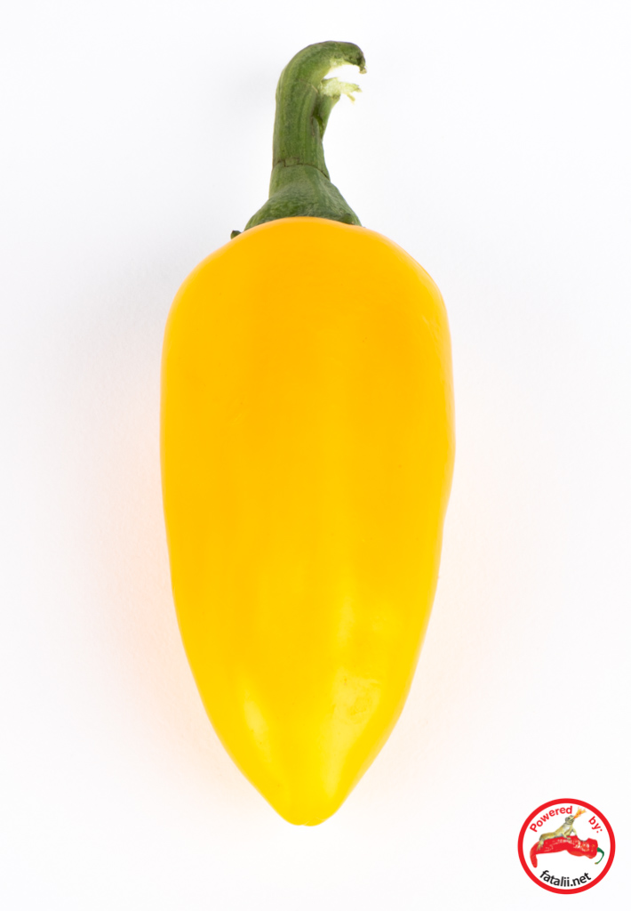 Medium Hot Mini Jalapeno Yellow Chilli Australian Grown! Beautiful & Unique