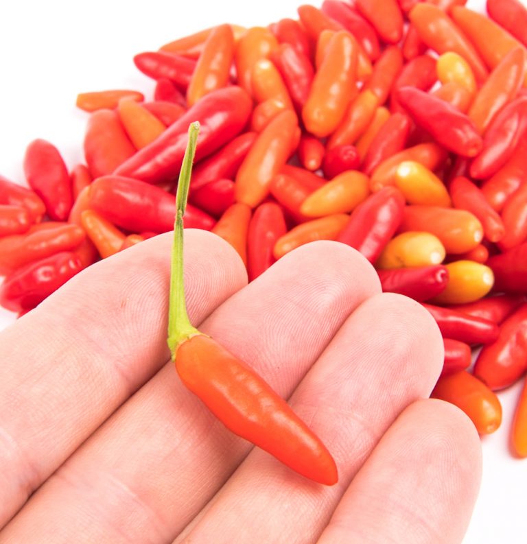 Jumping Beans Fatalii Seeds