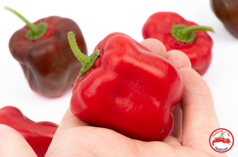 3 x Savustettu Rocoto Premium Chilijauhe 4ml – Fatalii Seeds