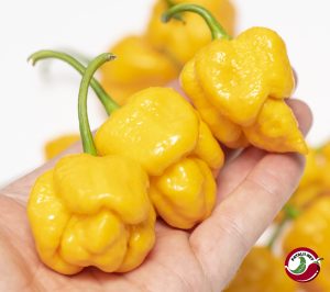 7pot Brain Strain Yellow