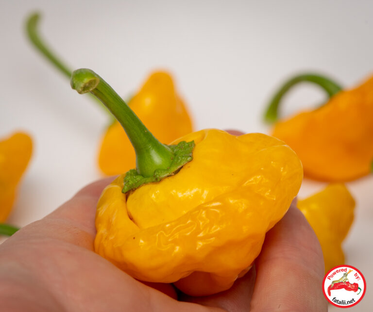 Jamaican Mushroom Orange Fatalii Seeds