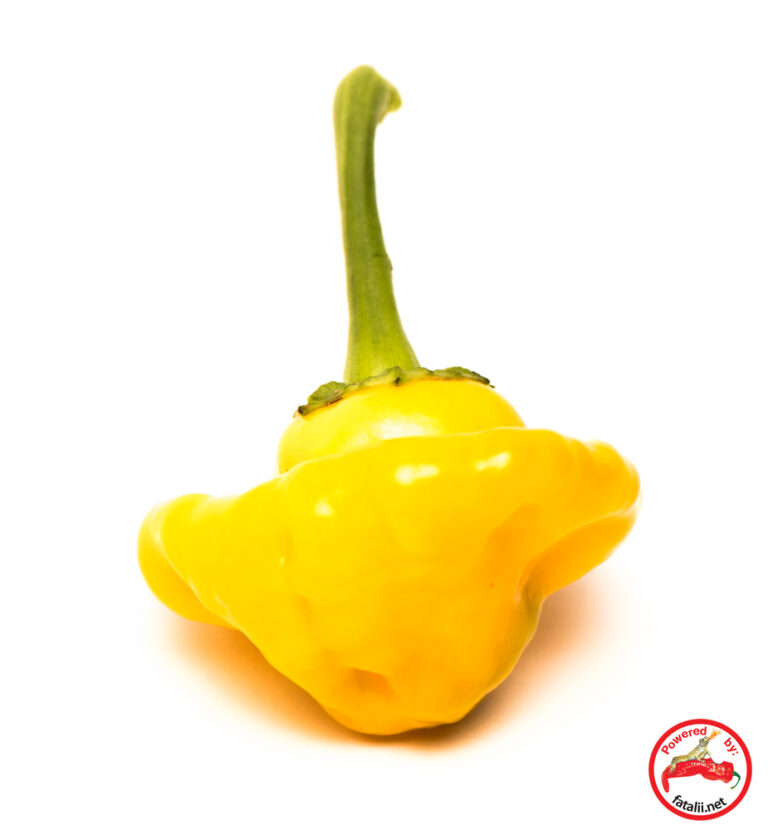 Jamaican Mushroom Orange Fatalii Seeds