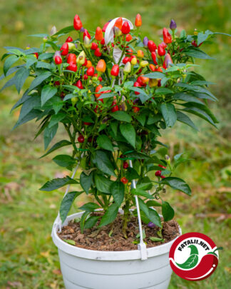 Pyramid Chili – Fatalii Seeds