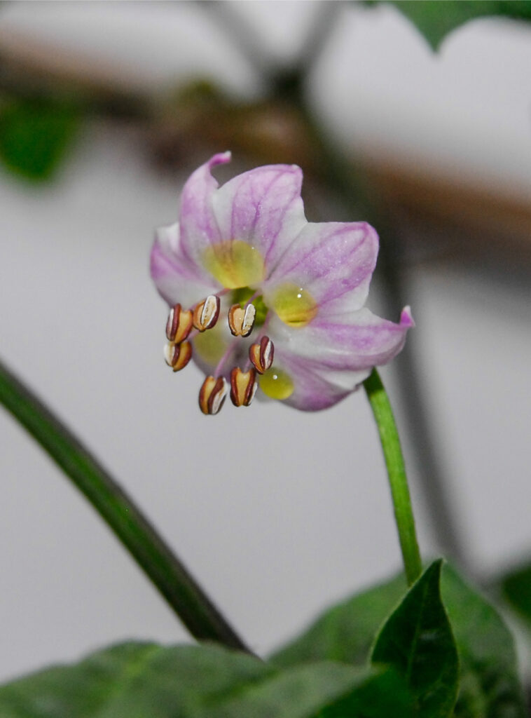 Rocoto, Red Peruvian – Fatalii Seeds