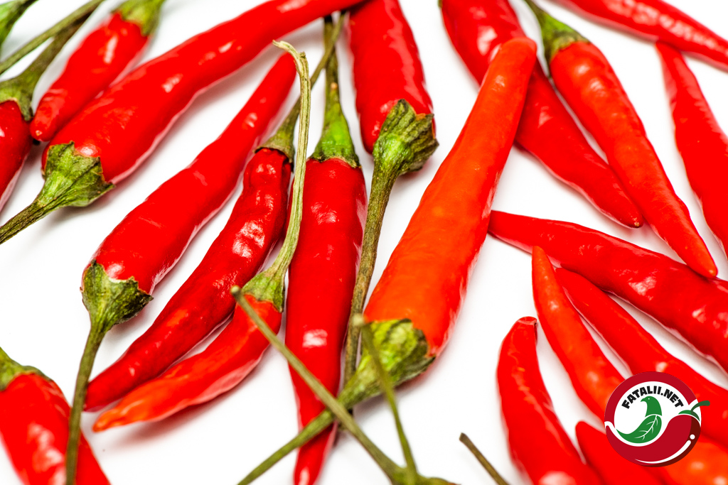 A Rare & Extreme Hot Chilli Variety Rare Rawit Chilli 10 Seeds 