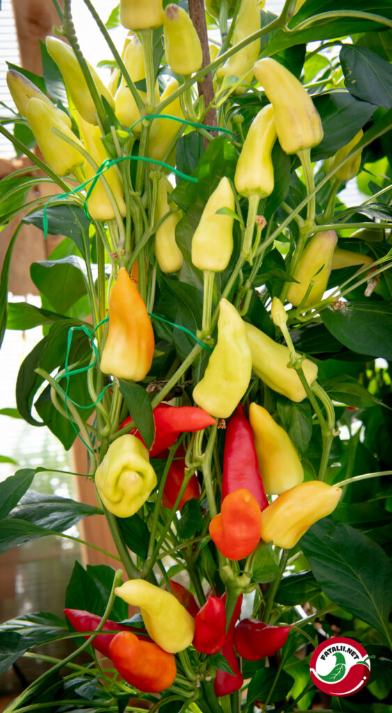 Sweet Pickle Fatalii Seeds