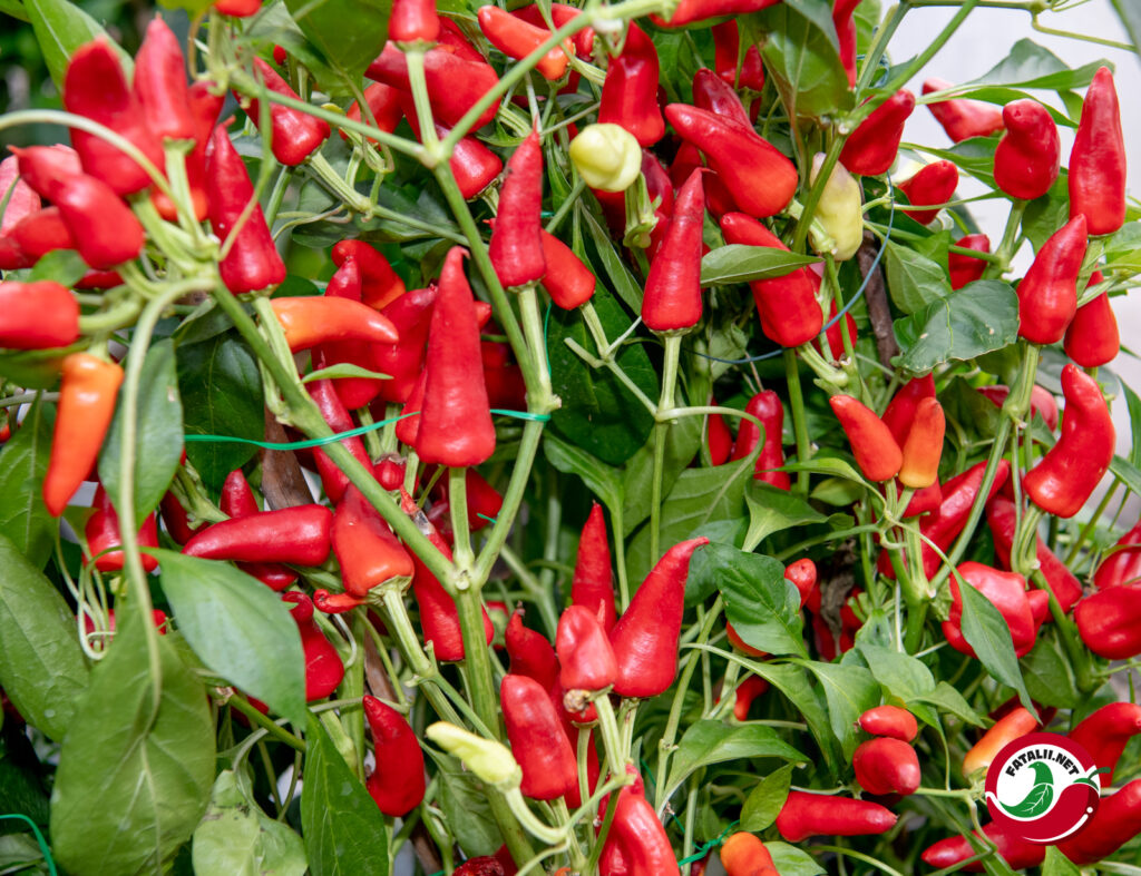 Sweet Pickle Fatalii Seeds