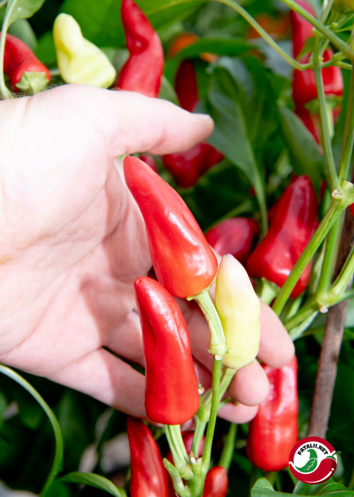 Sweet Pickle Fatalii Seeds