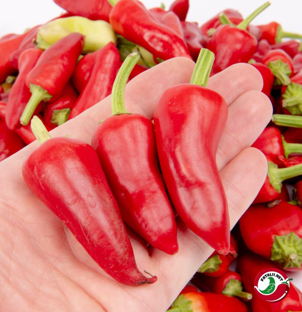 Sweet Pickle Fatalii Seeds