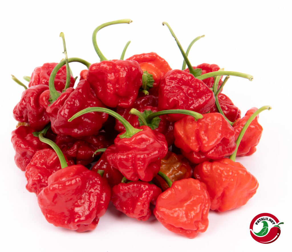 Jamaican Red Mushroom Fatalii Seeds