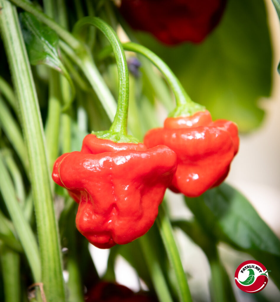 Jamaican Red Mushroom Fatalii Seeds