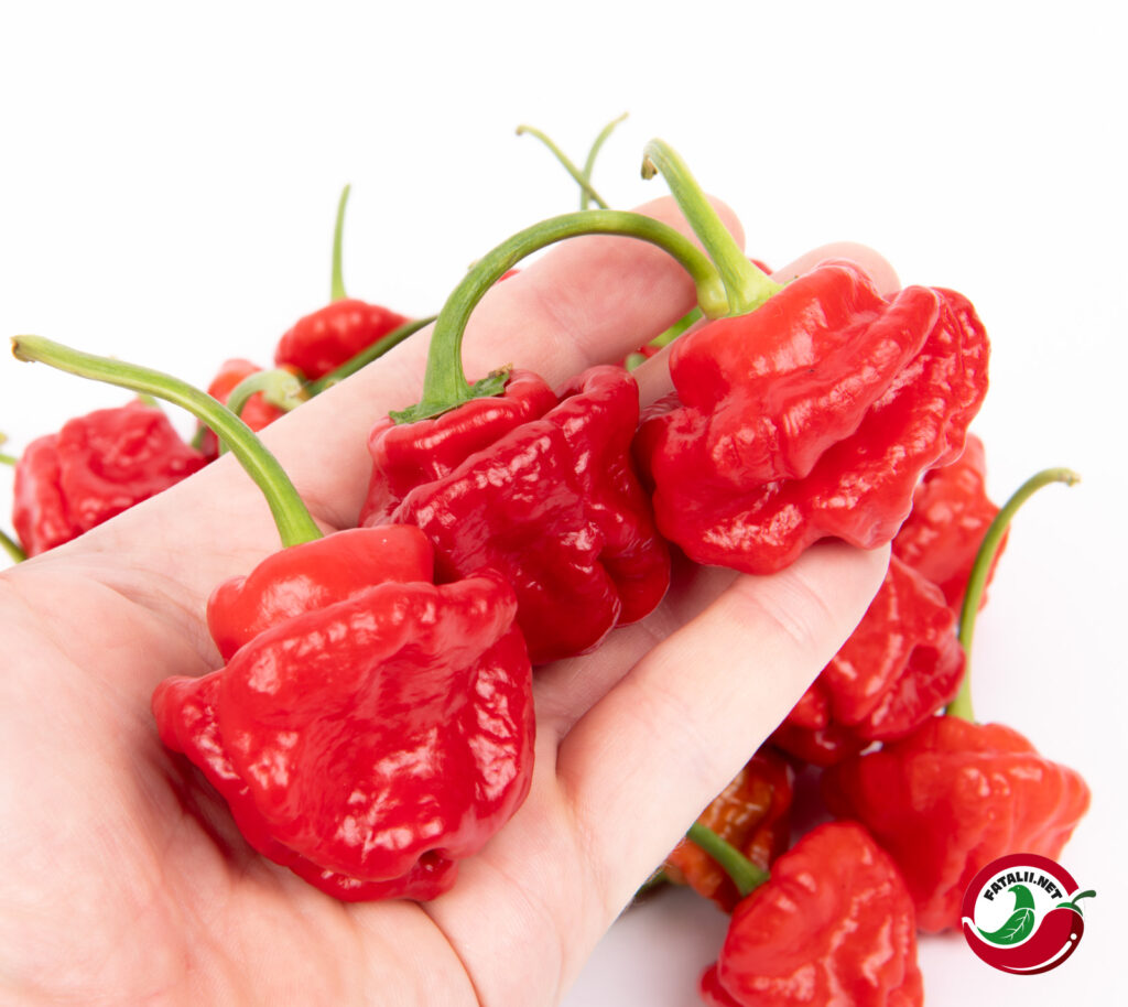 Jamaican Red Mushroom Fatalii Seeds