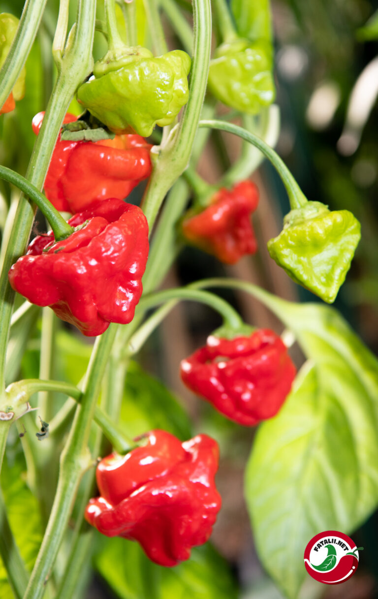 Jamaican Red Mushroom Fatalii Seeds