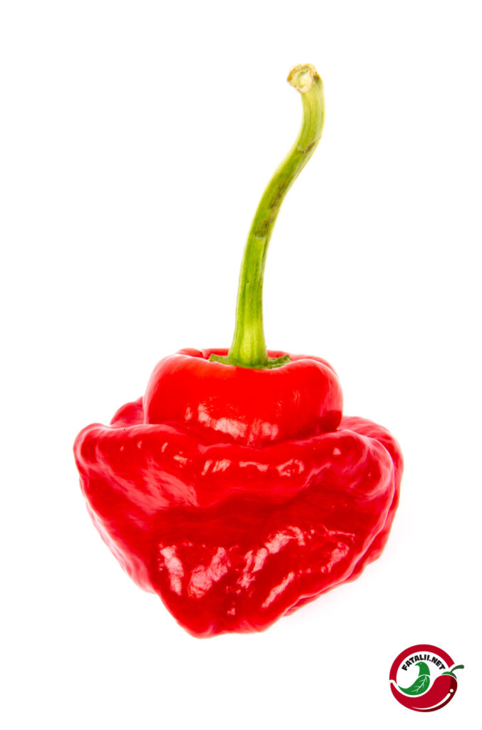 Jamaican Red Mushroom Fatalii Seeds