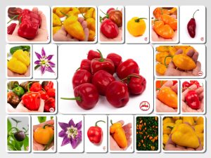 Rocoto Mix (Dehydrated Chili)– 240g