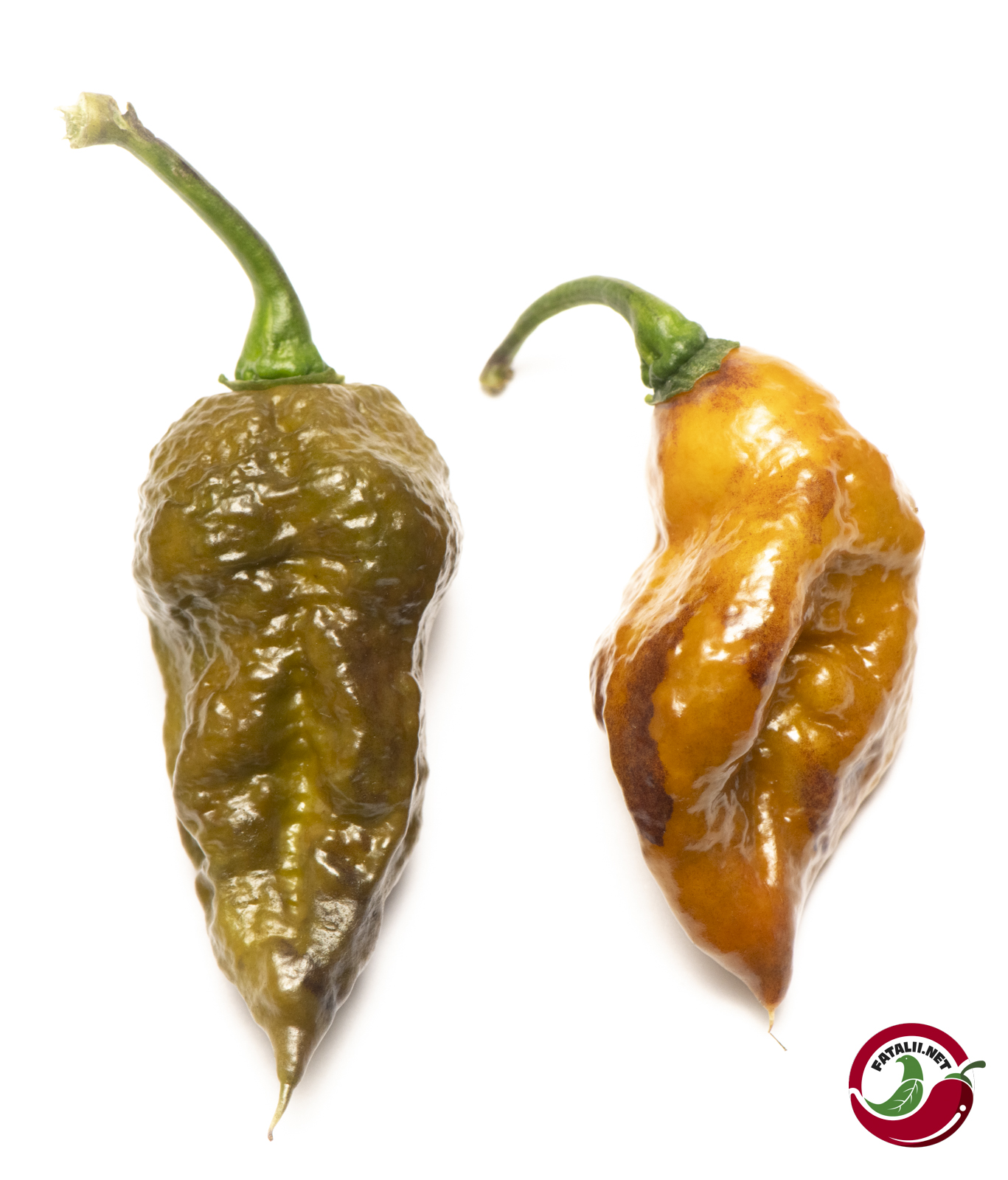 Mustard Ghost Scorpion Fatalii Seeds
