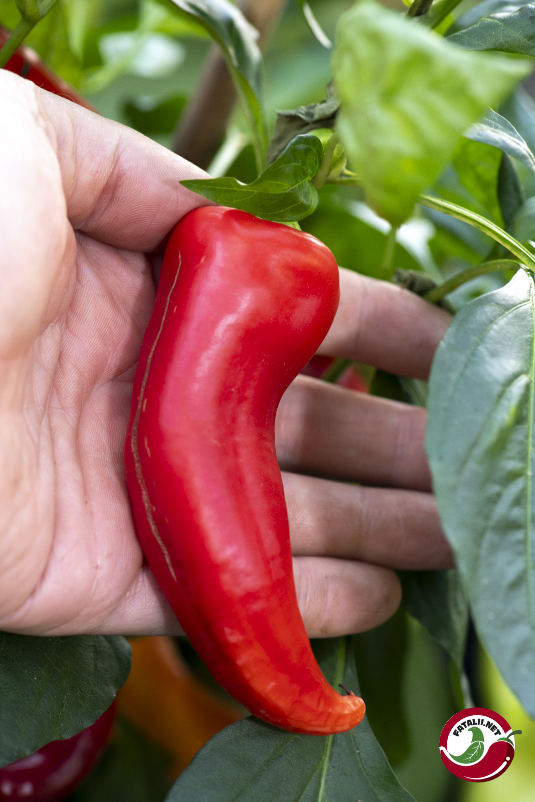Graines De Piment 'Sweet Banana' - Capsicum Annuum - Environ 10 Graines - Légume Doux Pour Farcir Et Griller