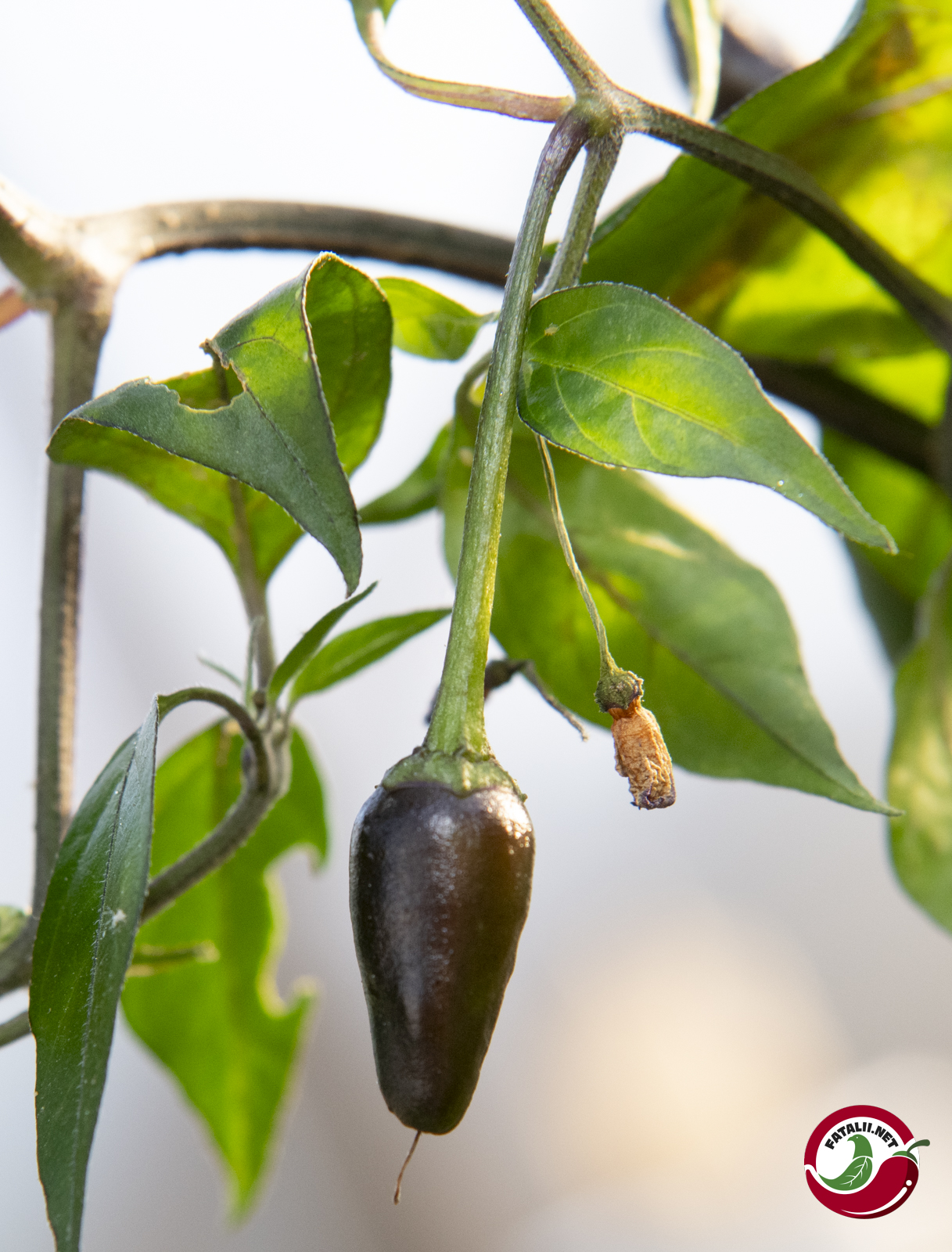 Wild Purple Guatemala Fatalii Seeds