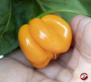 Chilimix: Thay Pumpkin Yellow