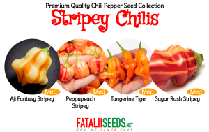 20 x Stripey Chilis (Seed Kit)
