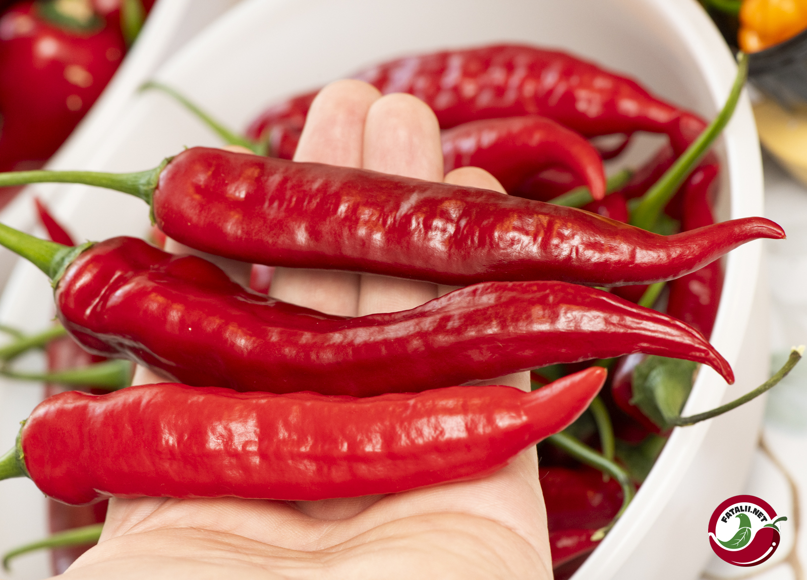 porno bir parcha Xankok komikslar Ichkaridan Google porno qin