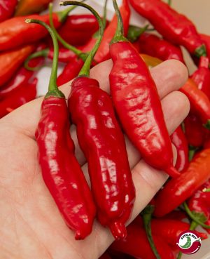 Cumari Colorado Red F7