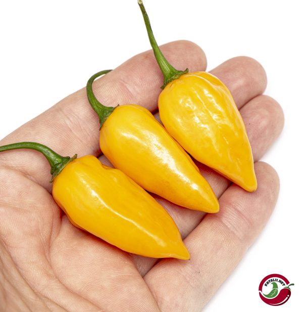 Fatahaba F3 chili pods
