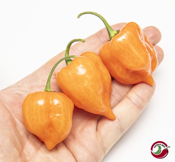 Habanero Mild Orange chili pods