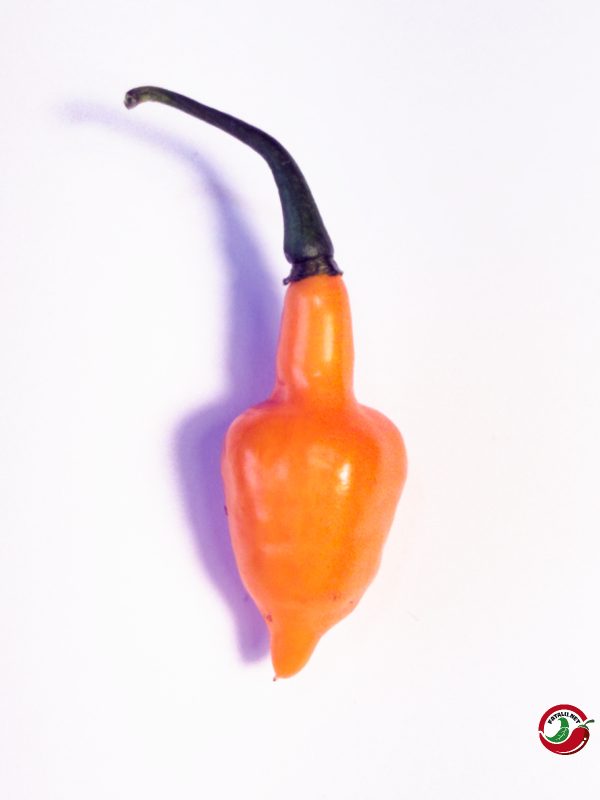 Cabacinha Laranja chili pods