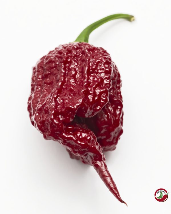 Carolina Reaper, Burgundy chili pods