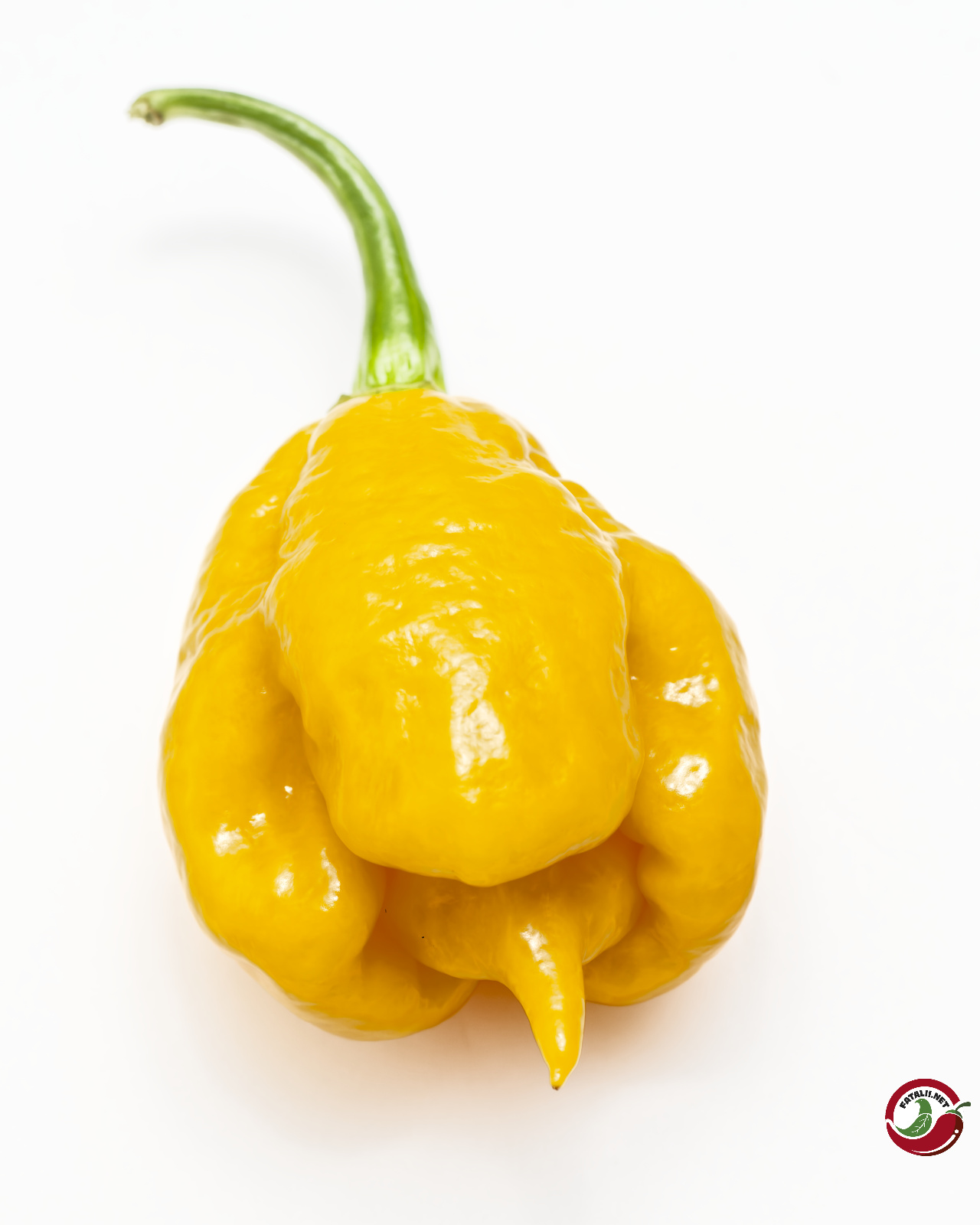 Carolina Reaper, Orange