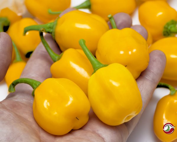 Habanero Orange Apple chili pods