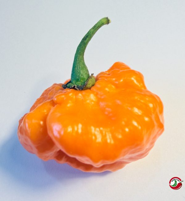 Orange Blob chili pods