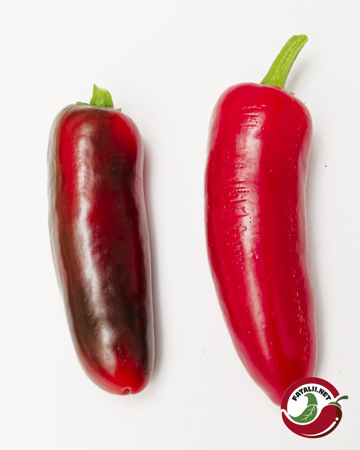 Jalapeno Emerald Fire chili: a dark ripening pod and a ripe red pod on white background